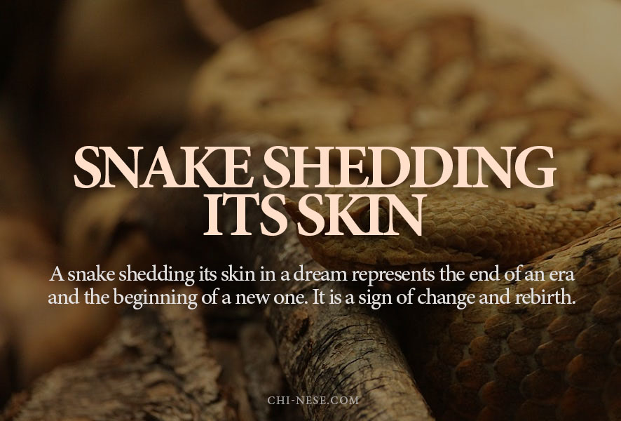 dream about snake shedding its skin