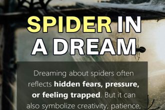 spider dream meaning