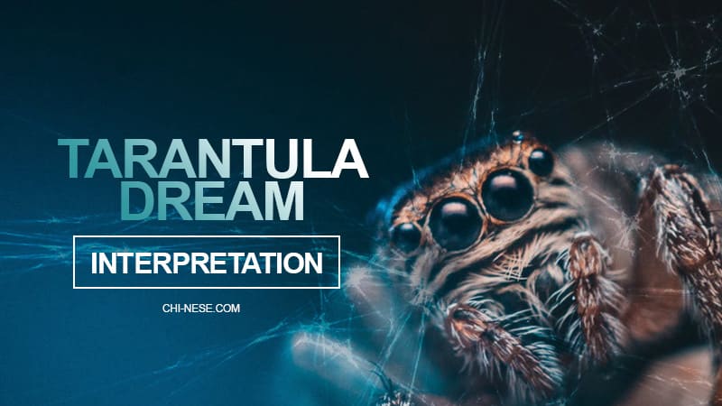 tarantula dream meaning