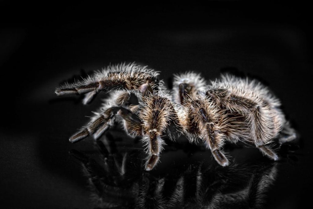 tarantula in a dream