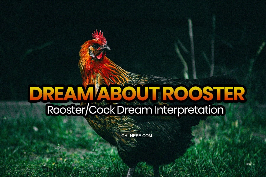 dream about rooster