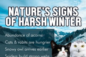Signs Of A Bad Winter To Come