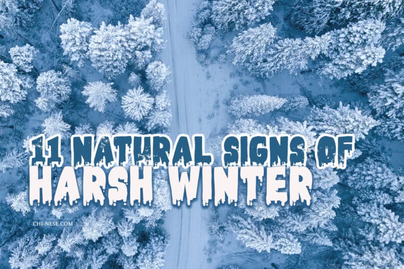 11 Natural Signs of A Harsh Winter Are We Going To Have A Harsh Winter?