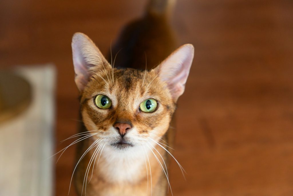 Abyssinian cat