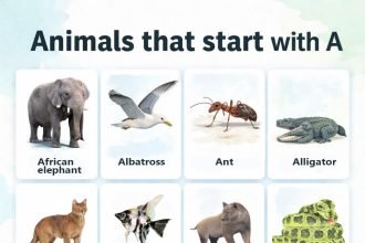 animals that start with A