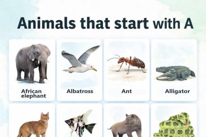 animals that start with A