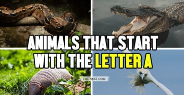 animals that start with the letter A