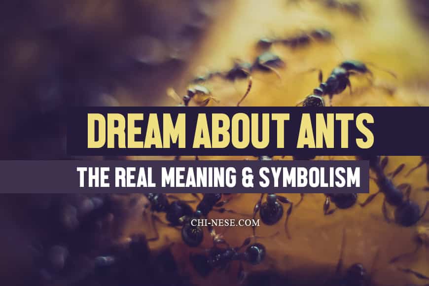 dream about ants