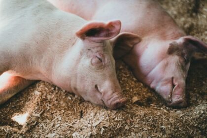 dream about pigs