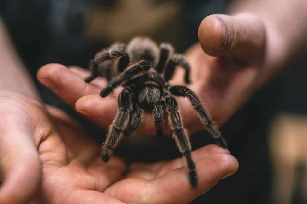 how to get over arachnophobia