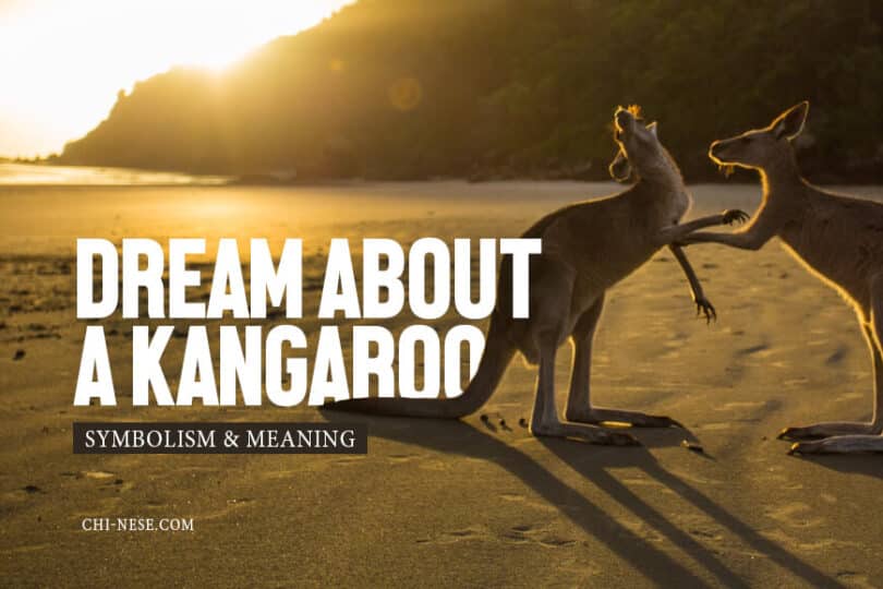 What It Means To Dream About A Kangaroo Dream Explained