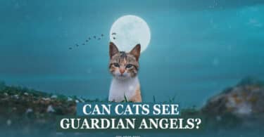 can cats see guardian angels