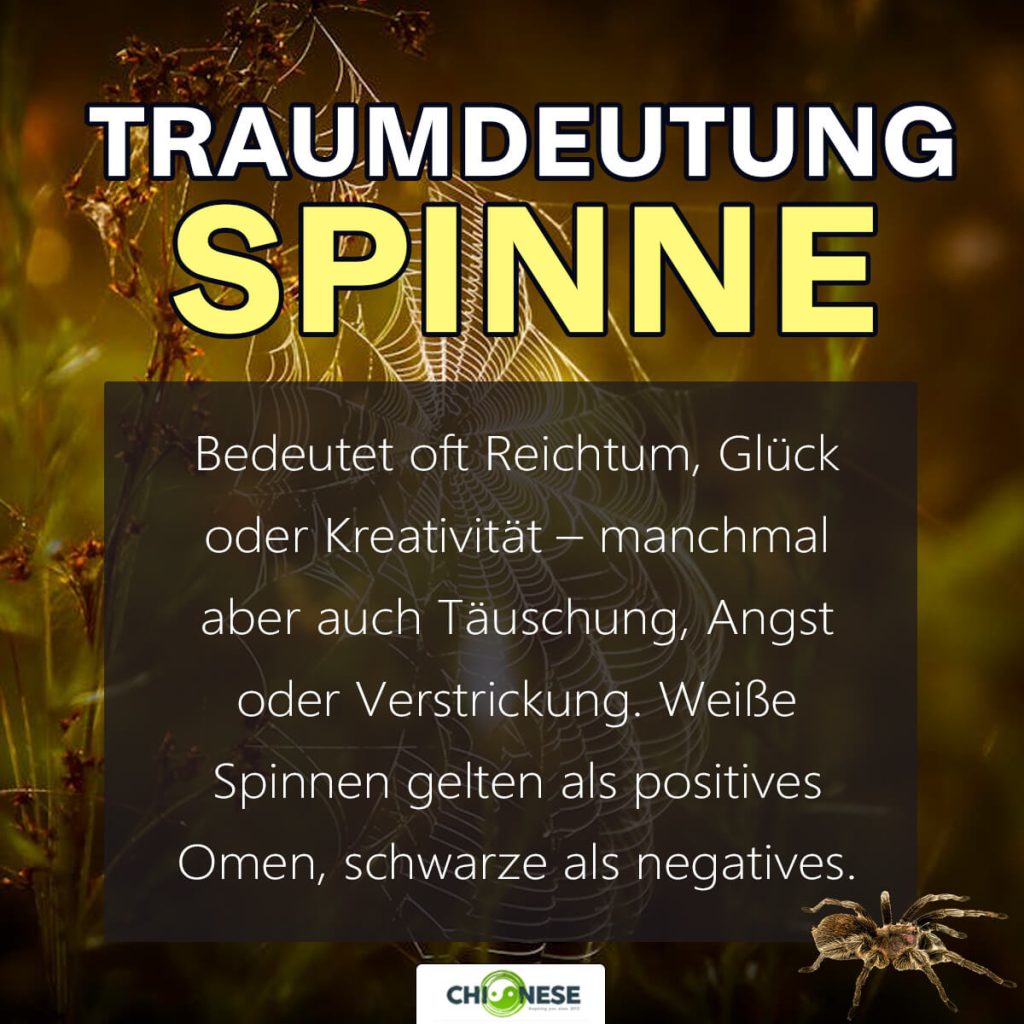traumdeutung spinne
