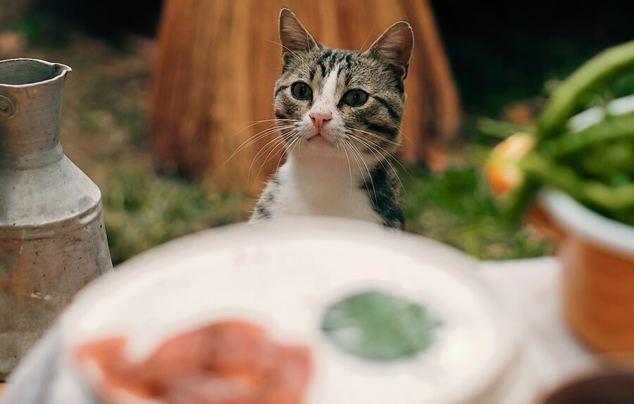 human foods safe for cats