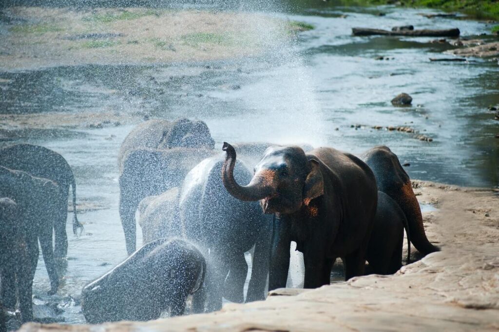 dream about elephants in water