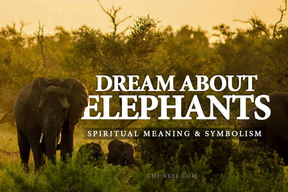 dream about elephants