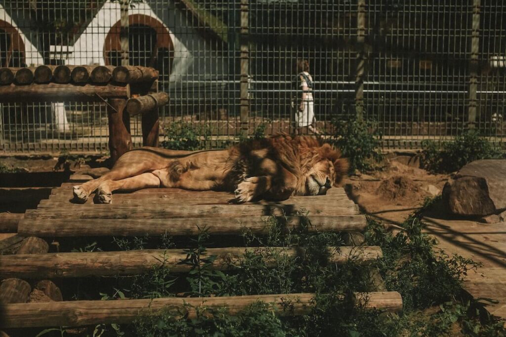 dream about lions in cage