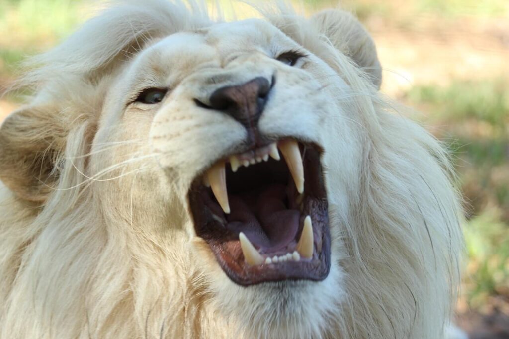 dream about white lion