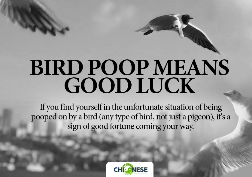 bird poop good luck