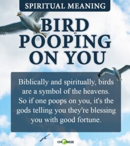 Bird Pooping On You: Is It Good Luck? Spiritual Meaning Explained