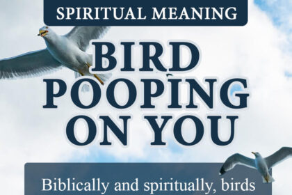 bird pooping on you spiritual meaning