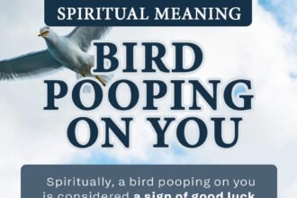bird pooping on you spiritual meaning