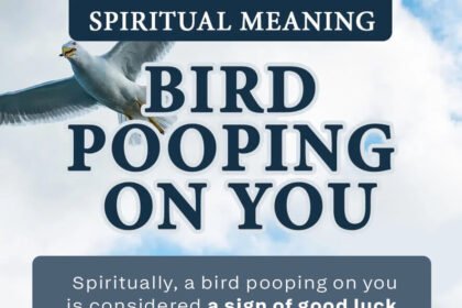 bird pooping on you spiritual meaning