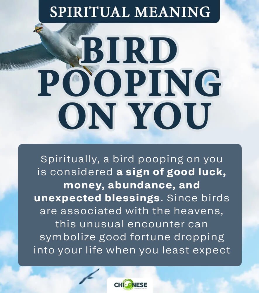 bird pooping on you spiritual meaning