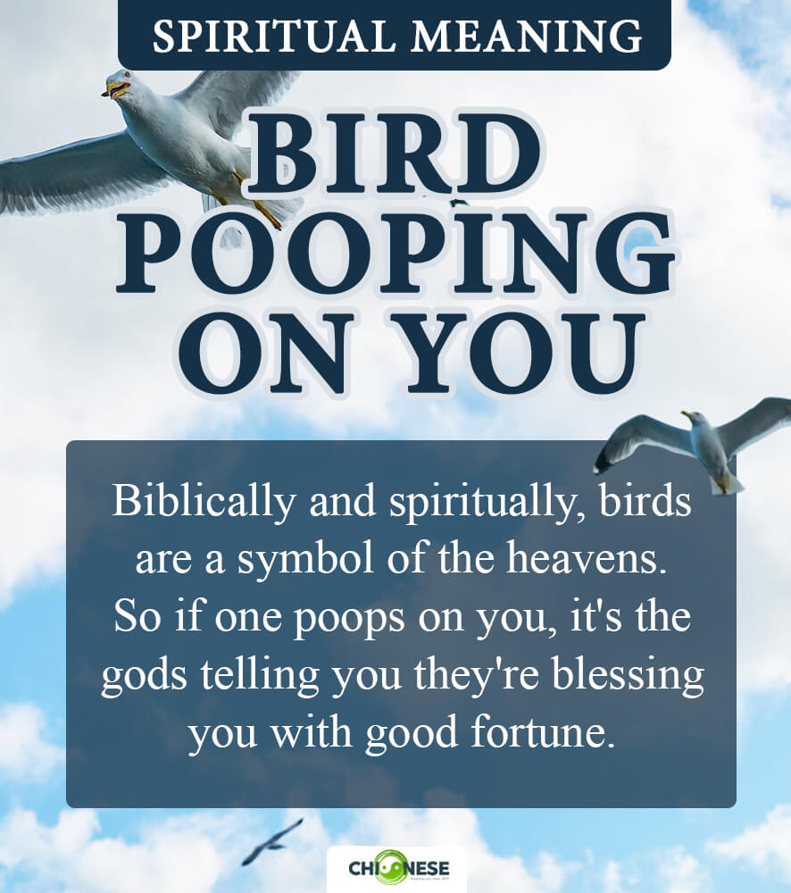 bird pooping on you spiritual meaning