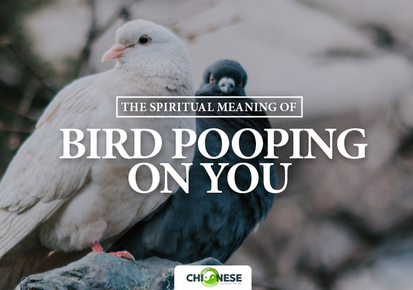spiritual meaning of bird pooping on you