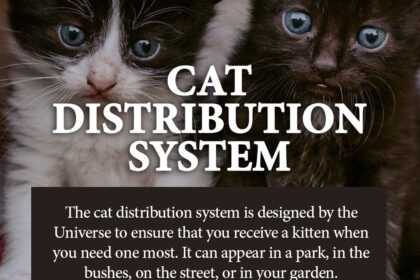 cat distribution system