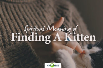spiritual meaning of finding a kitten