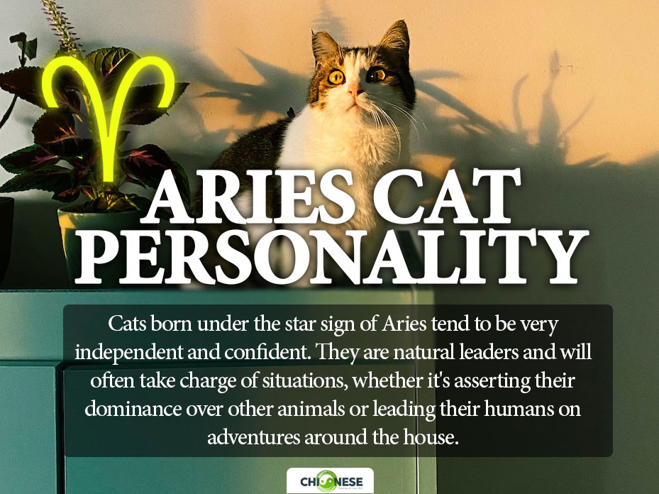 aries cat personality