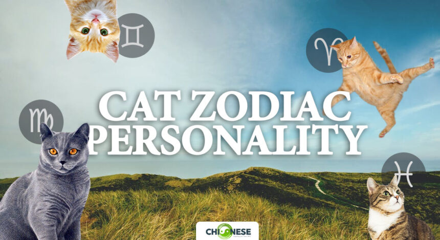 cat zodiac personality