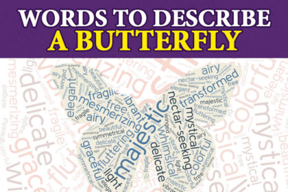 words to describe a butterfly