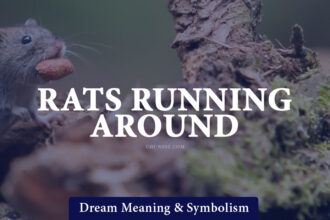 dream about rats running around