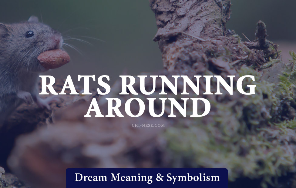 dream about rats running around