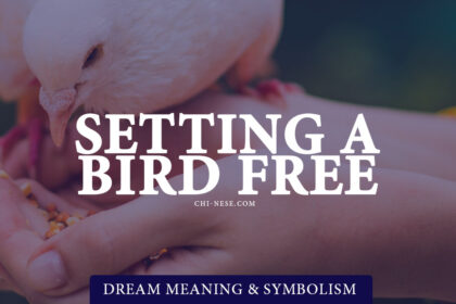 dream about setting a bird free
