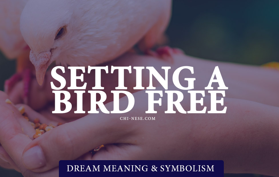 dream about setting a bird free