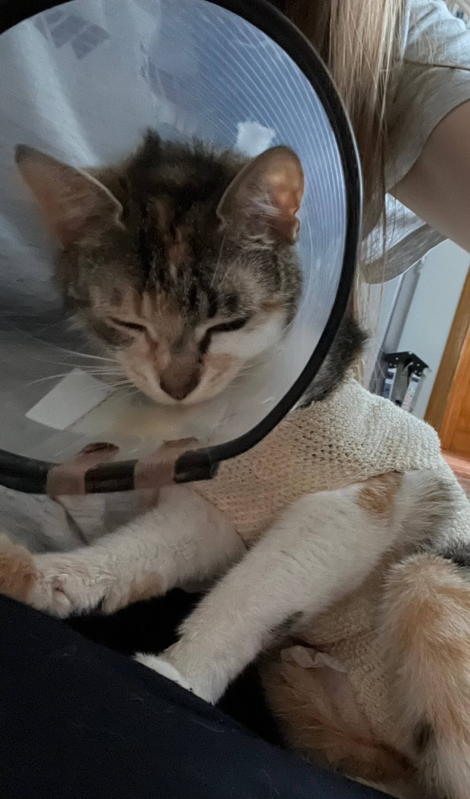 Can a cat be born without ovaries? TheCatSite