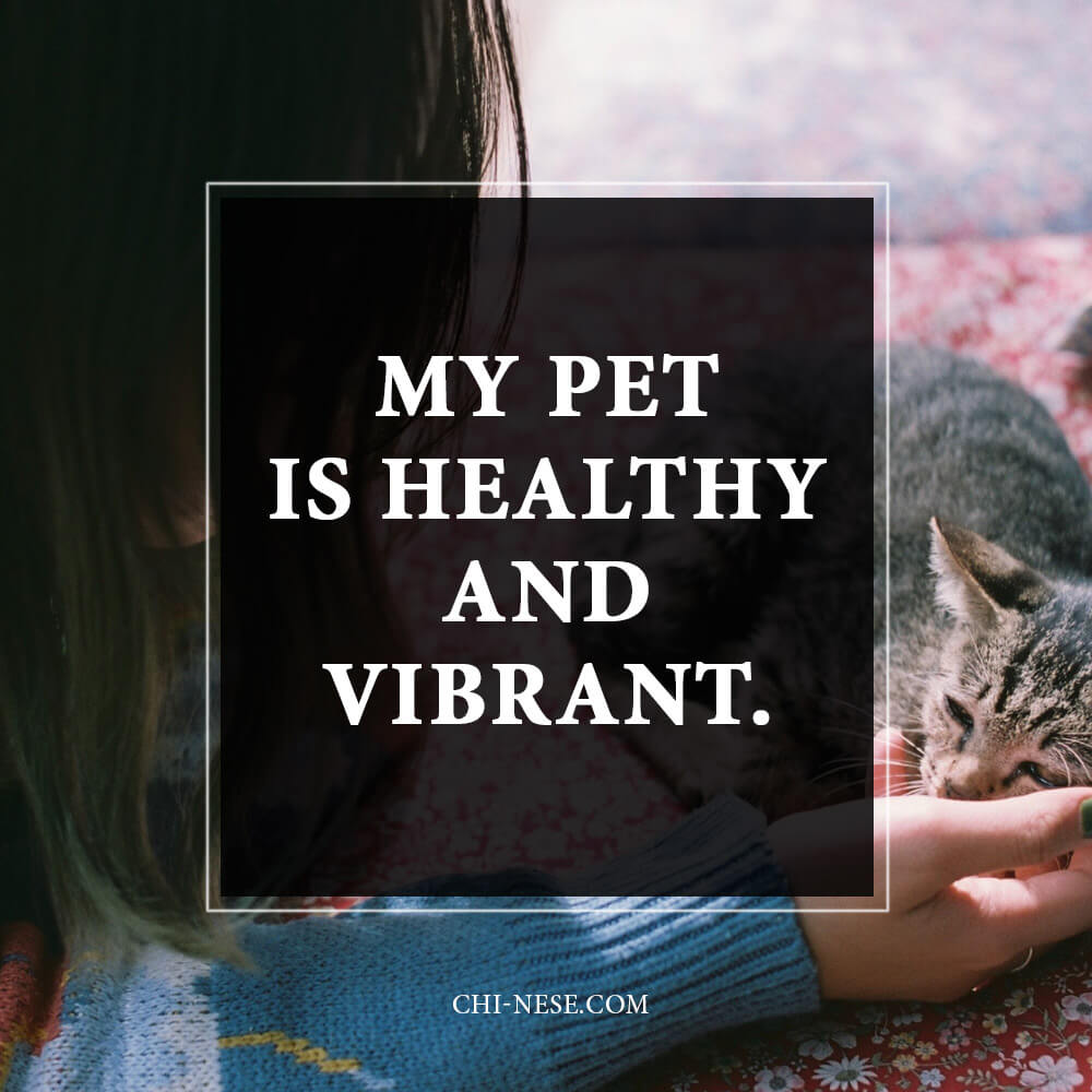 affirmations for pet health