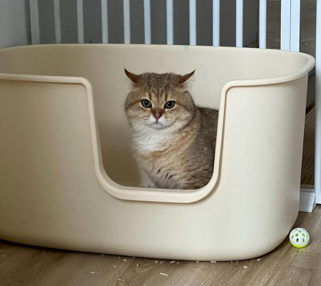 feng shui litter box