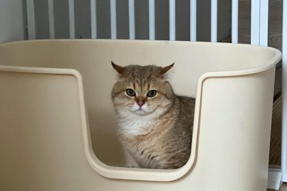 feng shui litter box