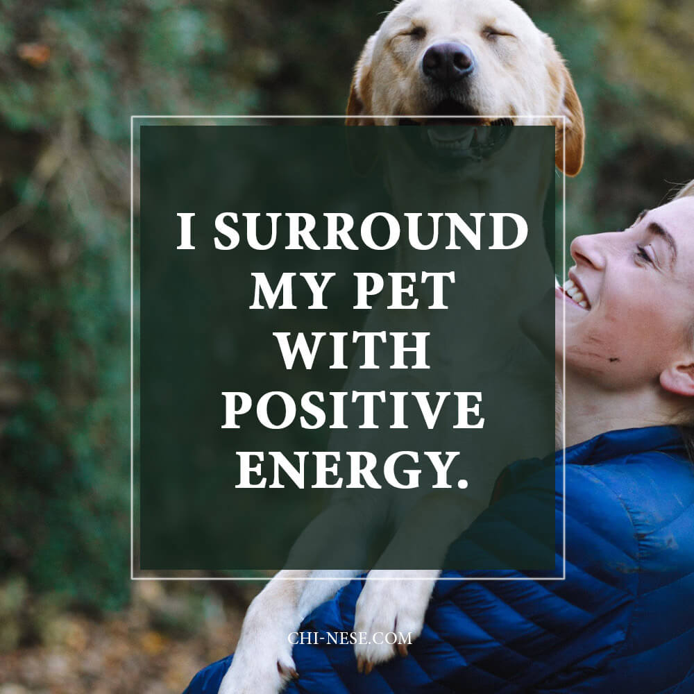 positive affirmations for pet health