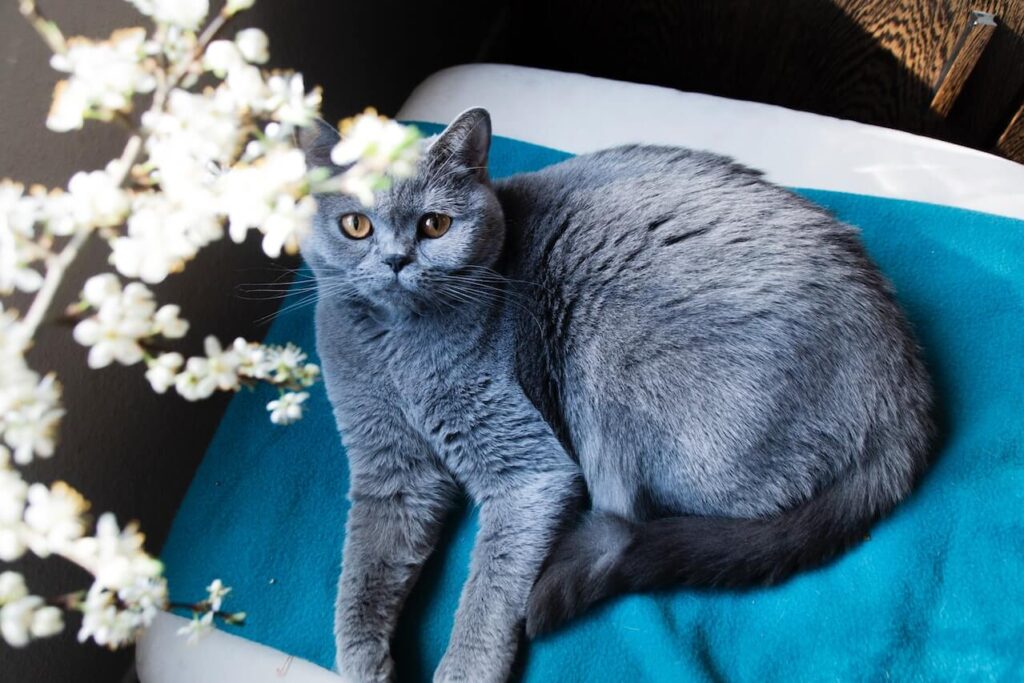 where to put cats litter box