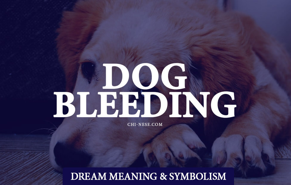dream about dog bleeding