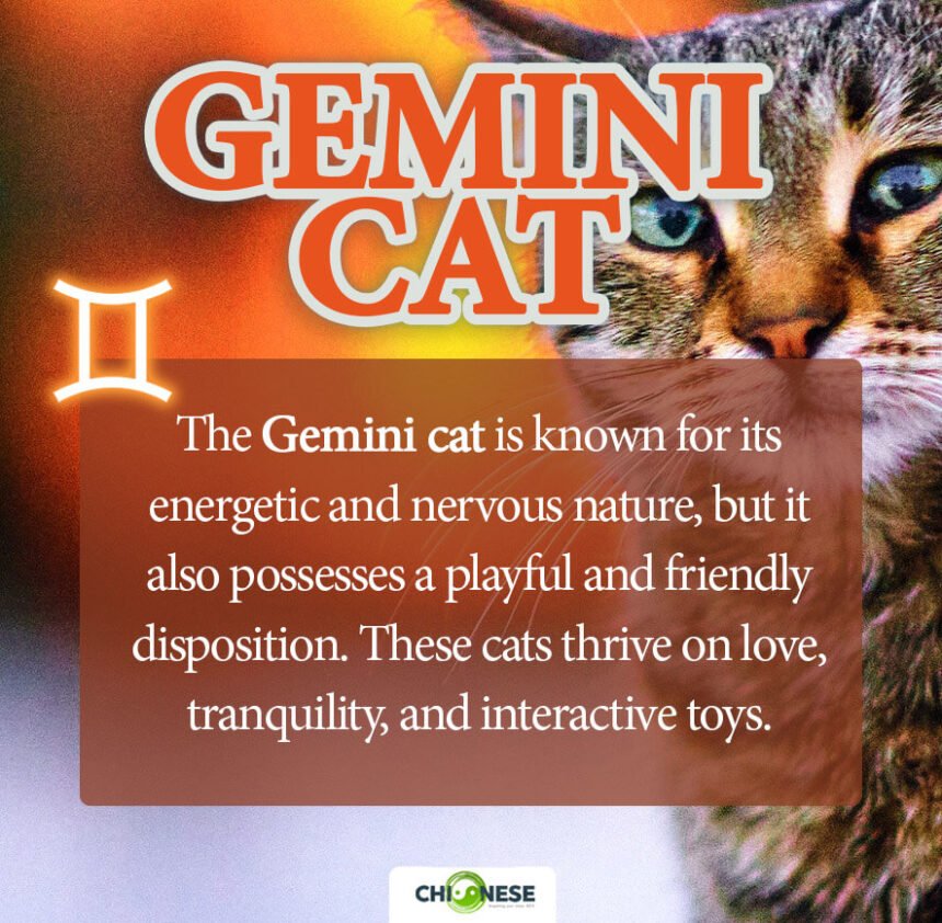 gemini cat