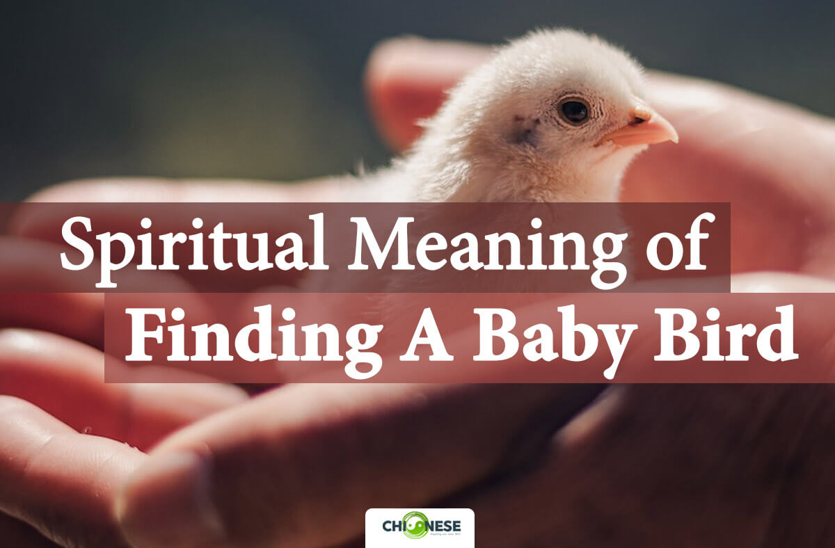 spiritual meaning of finding a baby bird
