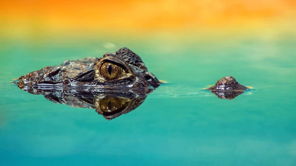 feng shui crocodile meaning