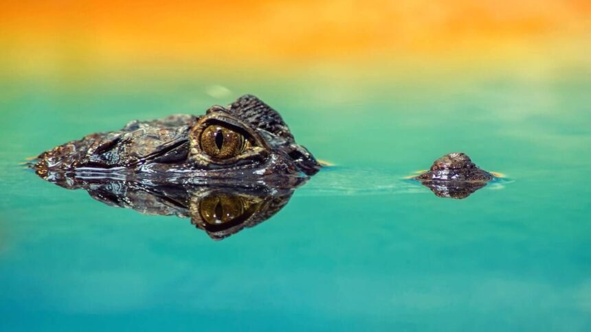feng shui crocodile meaning